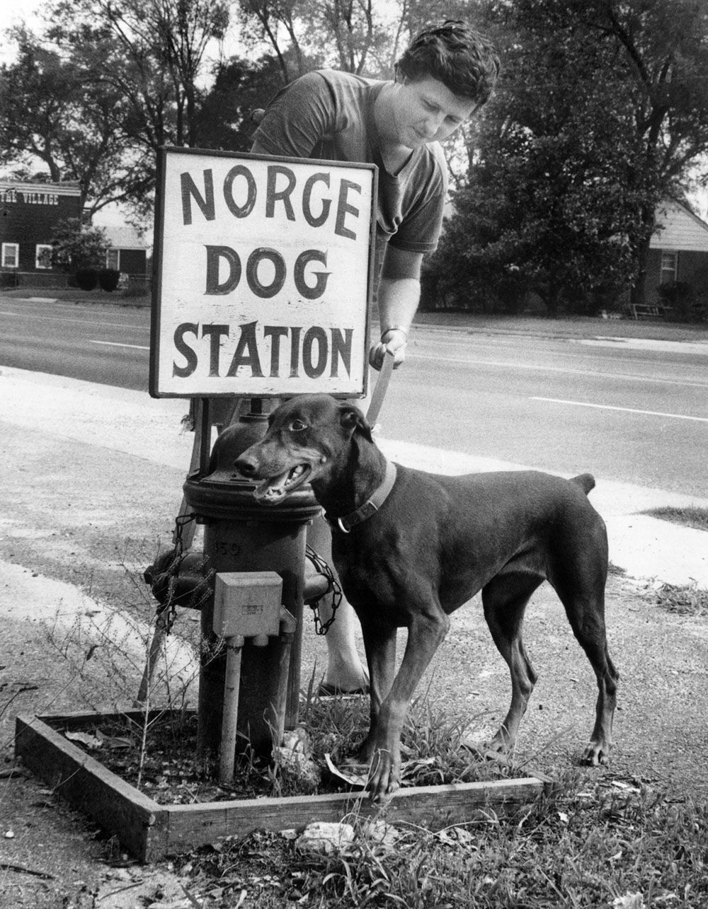 Dogs